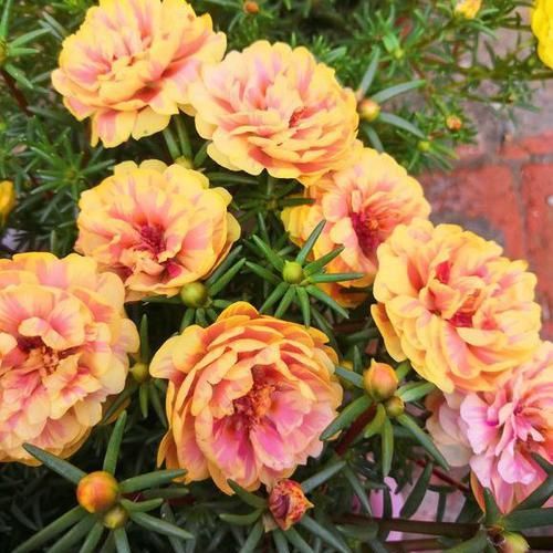  「些植物要求」植物和光照居然有这么多纠葛，光照调控花期原来是这么回事
