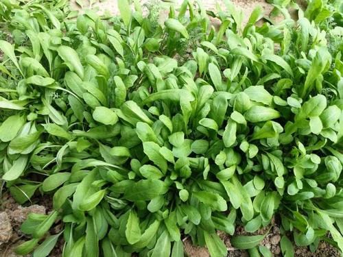 头疼:这种野菜开花是个宝,三月三用它煮鸡蛋,一年不头疼