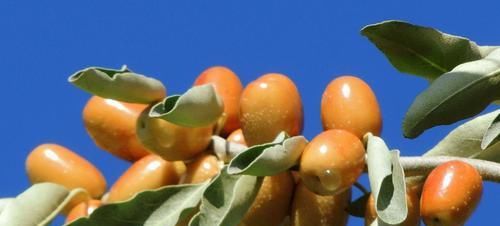  『枣树』农村一种特殊的枣树，一斤高达七十元，还能当药材