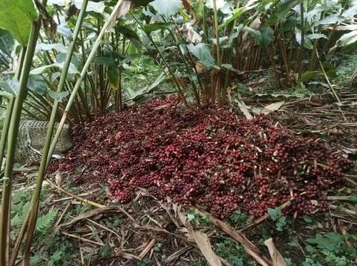  果子|云南这种果子火了，种下收多年，38一公斤，家家都需要