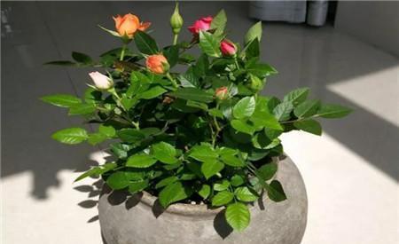 『玩意』养花不用换盆,给植物吃点这种玩意,土壤肥沃,养啥都旺!