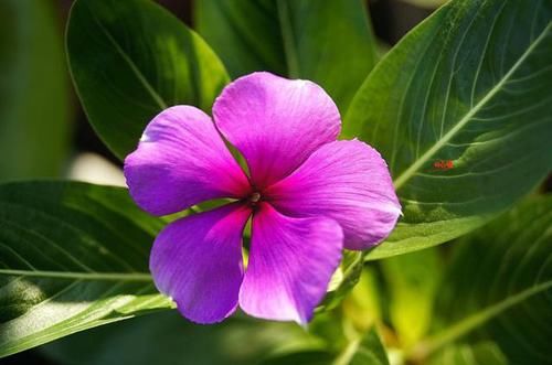  「栀子花」最适合养在院子里的3种花，养护简单不操心，花期长达200天，真美