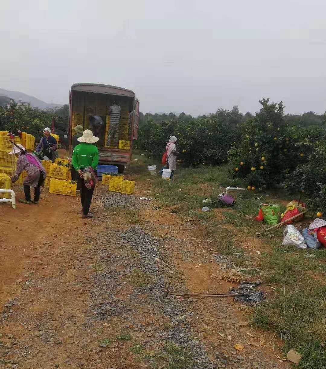 柑橘种植，今年“如此惨败”，未来果农该如何发展？