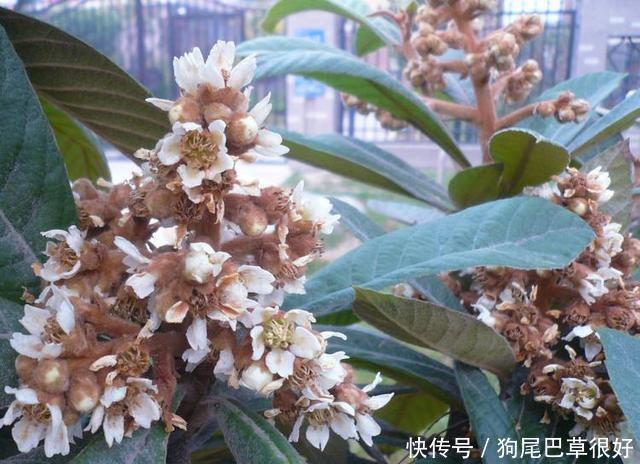 农村常见的一野花，长得和桂花很像，没想到一斤竟然能卖到几万元