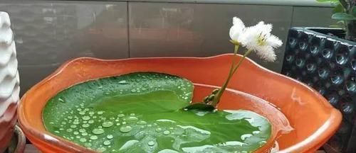  『即可』此花只有一片叶，花开如羽毛，见水即可活！