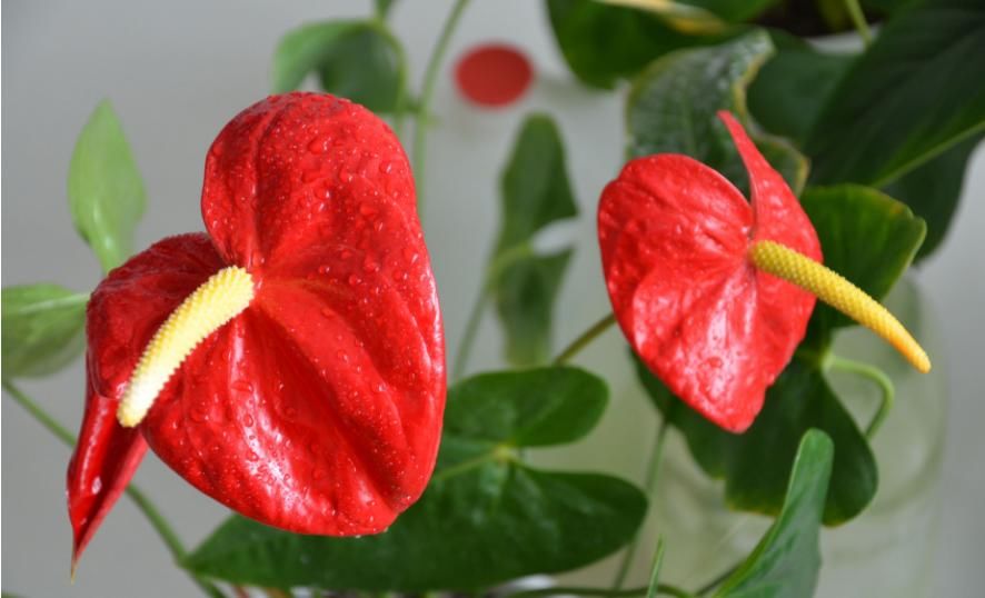  『牡丹』?一年都能开花的四种花卉，从头开到尾，比绿萝好养，比牡丹好看