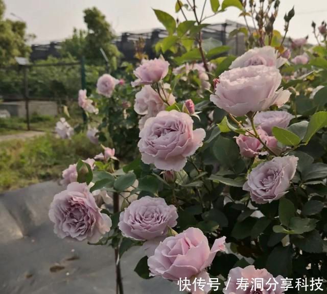 「品种」梦幻悠长,无法抗拒,月季的那抹蓝紫色美得清凉又高级!