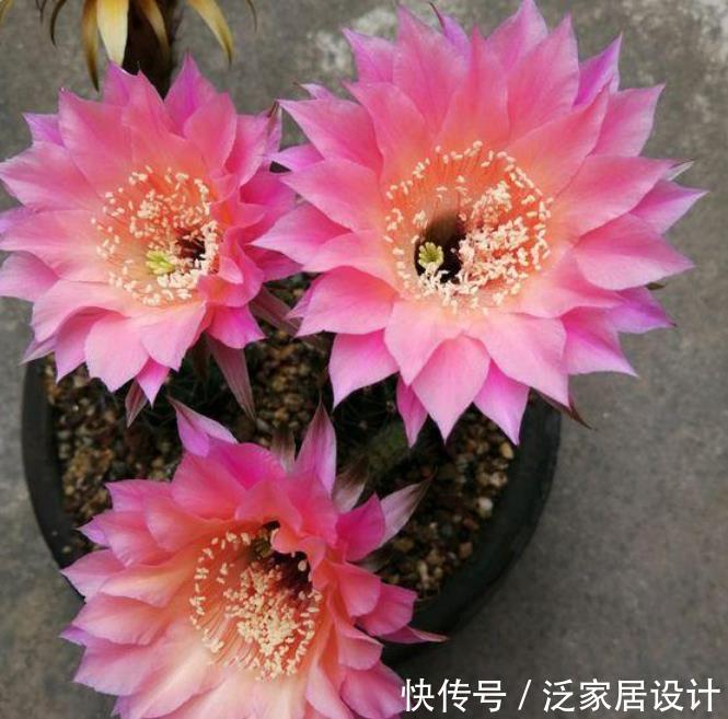  漂亮@“仙人球”开出漂亮花，养对方法才行，养不对，一辈子不开花！