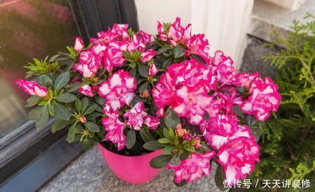  『大岩桐』喜欢在家中养护花卉，就选择花色艳丽，花期长的3种花卉，美极了