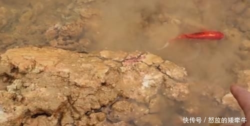 鱼缸■老外奇葩测试:把碳酸饮料倒入鱼缸,只想让鱼儿品尝一下味道!