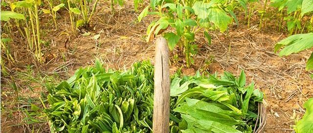  「丢掉」以前叶子直接丢掉，如今15元1斤供不应求，不过很多农民