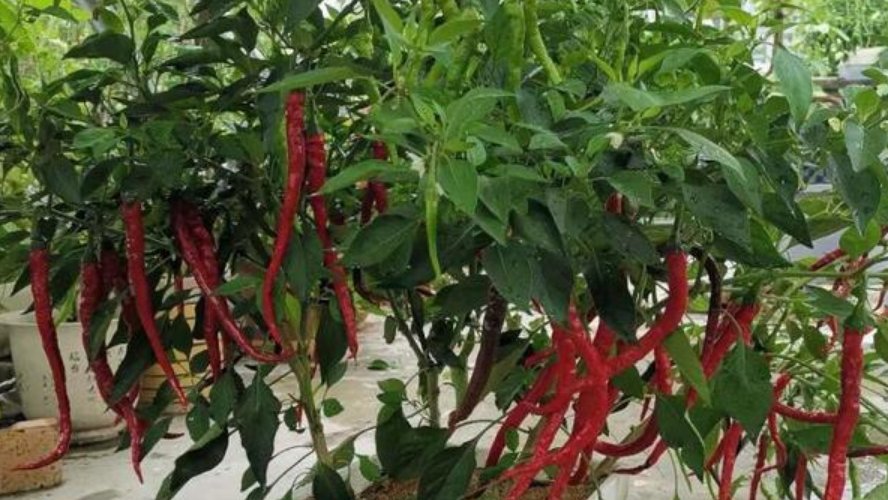 【蔬菜】“5种蔬菜”养阳台,长得快,结果多,不用出门买,随吃随摘!