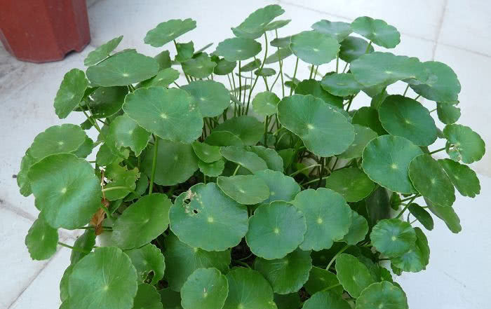  「铜钱草」这3种花最爱“喝水”，每天来一点，几月能长得撑爆盆！