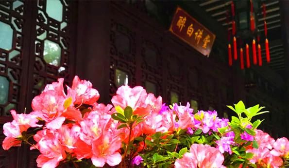 『牡丹』逛园林看粮仓 松江春日太美好