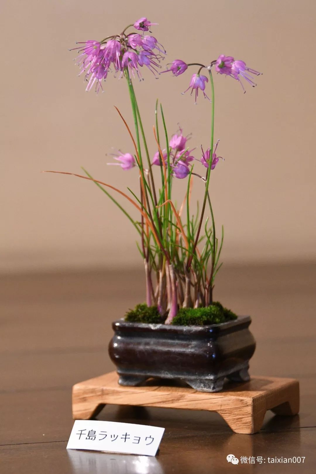 微盆景:把玩古朴的雅趣