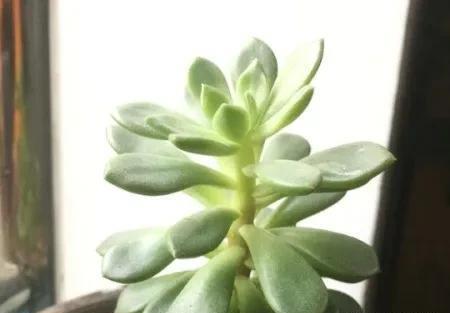以用来扦插|红宝石多肉怎么养成多头,徒长的红宝石砍了爆侧