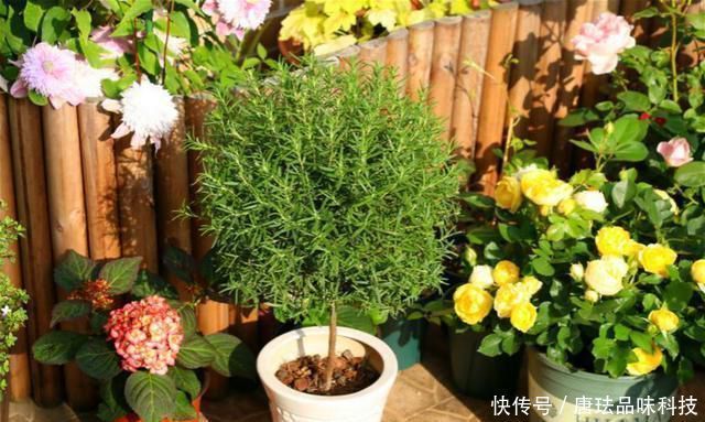  『漂亮』养花招虫，养盆这种花，漂亮好养还驱虫
