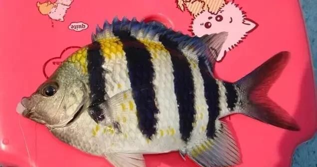  「东山叫红」46种海钓常见的鲷类鱼，最后一种高价的鱼原来也是鲷鱼，才知道