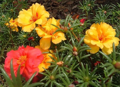 「养花」养花就养这5款,花期长开花艳丽,开花一茬接一茬,花苞开满阳台