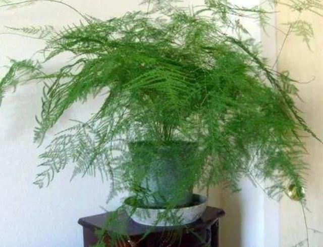  【蒸发量】文竹度夏这样养，不黄叶烂根，郁郁葱葱惹人爱