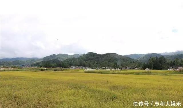 金黄田园稻浪翻滚 雪白芦花摇曳生姿：古永河畔的秋天如此多娇