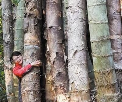  我国：世界最大的竹子，高度超10层楼，就在我国，你能相信它是