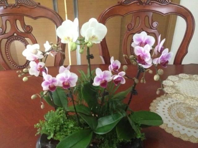 [最合适]1间房1盆花，养最合适的，全家都健康