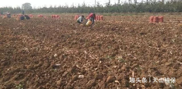  红薯|农村一种野草，根酷似红薯，治白发有特效，今卖50元一斤成