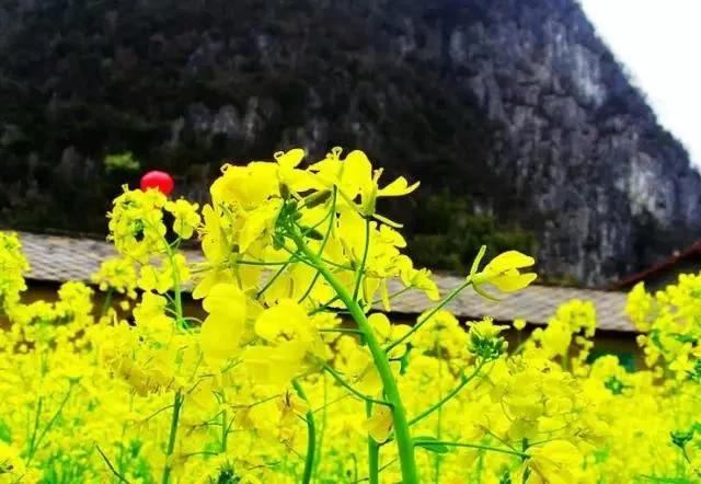 中国最美的油菜花海,油菜花逐渐“染黄”了神州大地