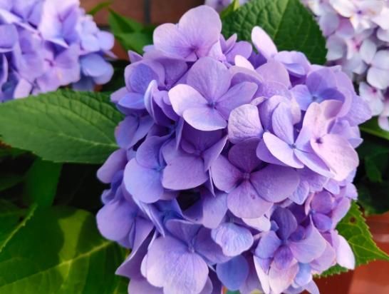  「栀子花」栀子花绣球，现在不能剪枝条，剪了一年不开花！