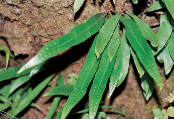 农村一种长得奇怪的野草，人称“七枝剑”，农民见了却不敢碰