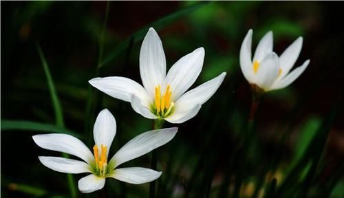  【盘点】盘点自然界中纯洁干净的白色花卉，洁白无瑕，有些还芳香四溢！