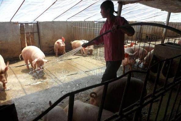 有专家预测明年养猪将大亏损，养殖户该怎么应对低价猪周期？