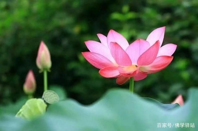 净土法门：念经、听经有窍门