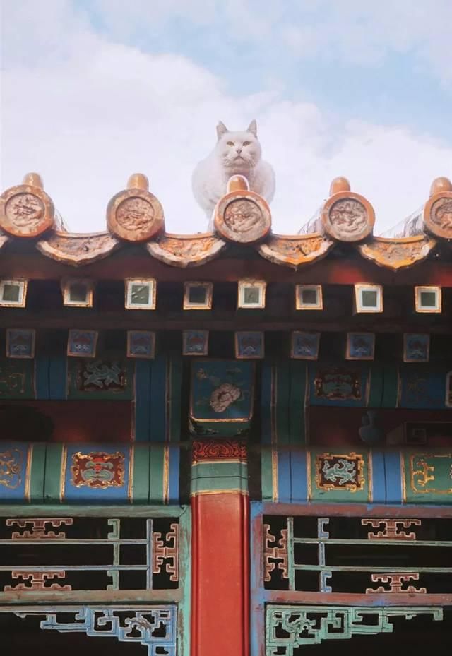 一年 30 多趟故宫，只为拍摄超赞「故宫猫咪图籍」！