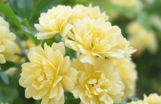 「枝条」养木香花,牢记这“3步”,一根枝条上百花苞,花开成“瀑布”