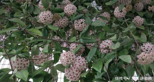  [光照]房子采光差，还想室内盆栽花？首选4种植物，给点光就花开灿烂