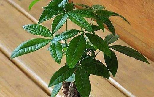  冬天■发财树叶片“软趴趴”？狠心理个“光头”，明年照样枝繁叶茂