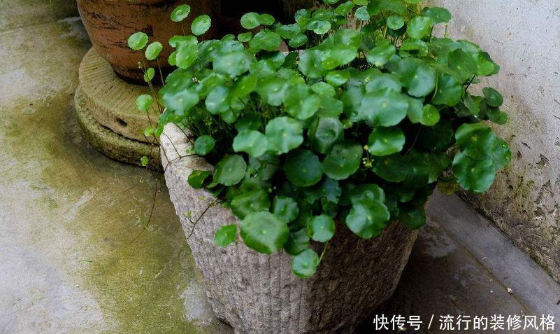 铜钱草:这3种花天天浇水也淹不死,新手养上3周就长满一盆了!