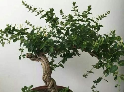  『枝条』金银花盆景要怎样修剪，才能更显苍劲古朴、自然优美！