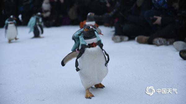 哈尔滨：可爱企鹅亮相冰雪大世界 萌翻全场