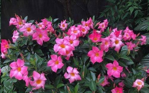  【适合】此花开花量大，花色艳丽多样，妖娆多姿，适合室内养护观赏