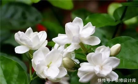  新叶：茉莉叶子老干焦？给它换换土，新叶花苞一起长