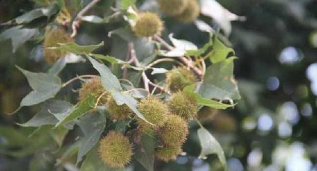  木材|这棵树在农村很常见，树高郁葱葱，农民是无用的木材时，不知道果实是宝贝