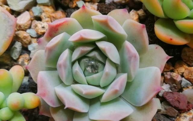  用药物治疗|不用药治疗多肉病虫害，会更好地保护肉肉，不让叶片受到伤害