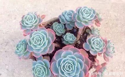  种植经验■多肉玉蝶养活不难，养美要下一番功夫
