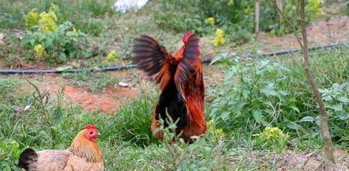  鸡粪■农村不能养鸡了？可农民养的鸡很受欢迎，怎么办？