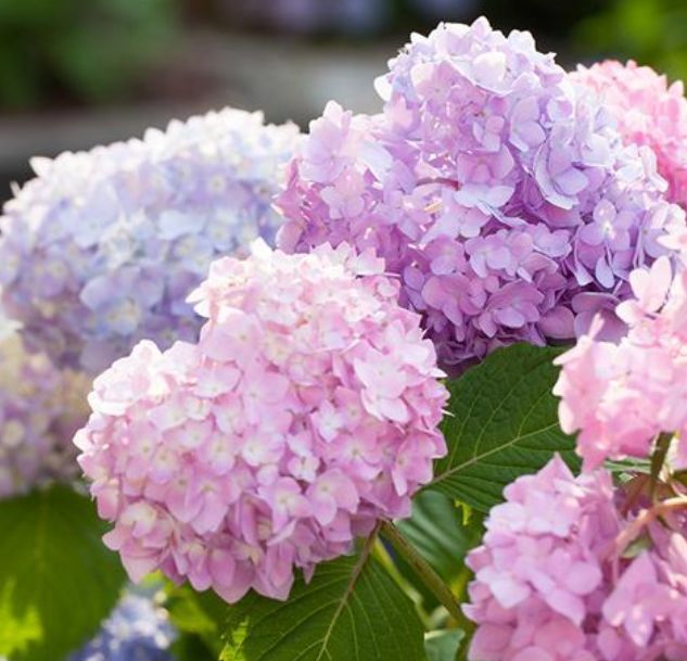  【果汁阳台】阳台养上“4种花”，花色多、花期长，人见人爱，直接开成小花园！