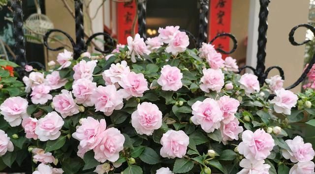 「玫瑰」此款世界名花,漂亮似玫瑰,开花勤快,好养易管理,是盆栽佳物