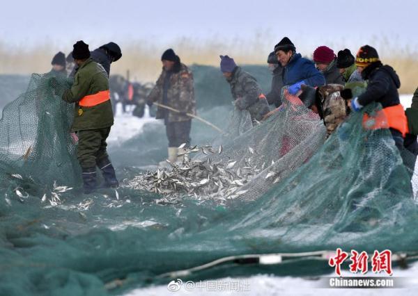 凿冰开眼踏雪寻鱼！新疆乌伦古湖冬季大拉网捕鱼场面壮观